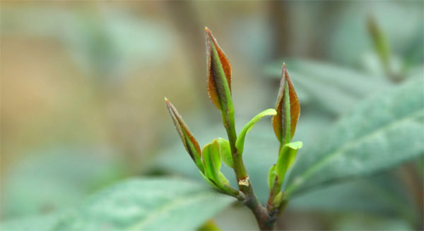 Zi Sun Cha